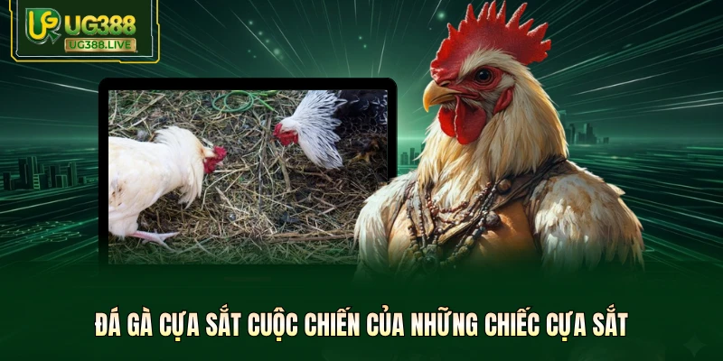 Đá gà cựa sắt cuộc chiến của những chiếc cựa sắt