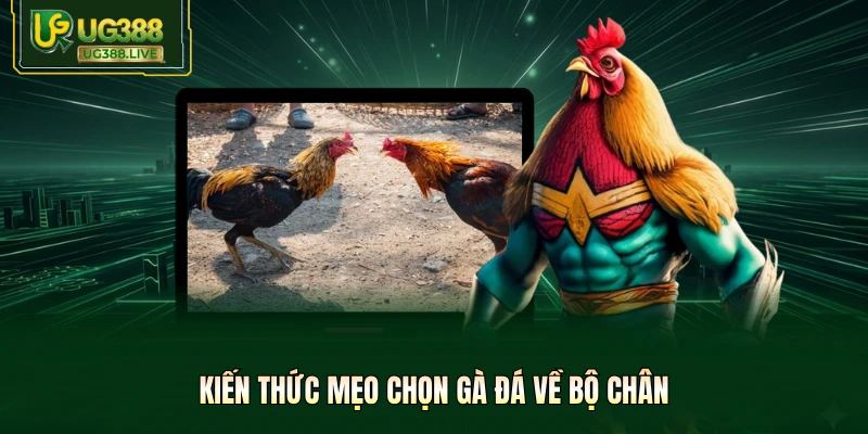 Kiến thức mẹo chọn gà đá về bộ chân