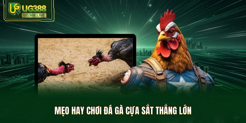 Mẹo hay chơi đá gà cựa sắt thắng lớn