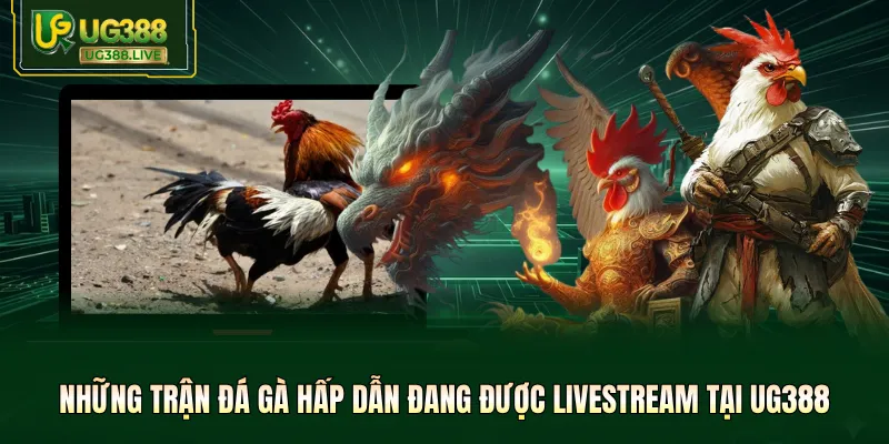 Những trận đá gà hấp dẫn đang được livestream tại UG388