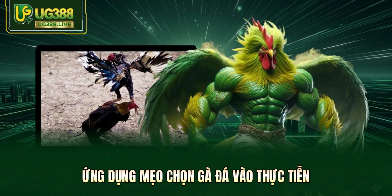Ứng dụng mẹo chọn gà đá vào thực tiễn